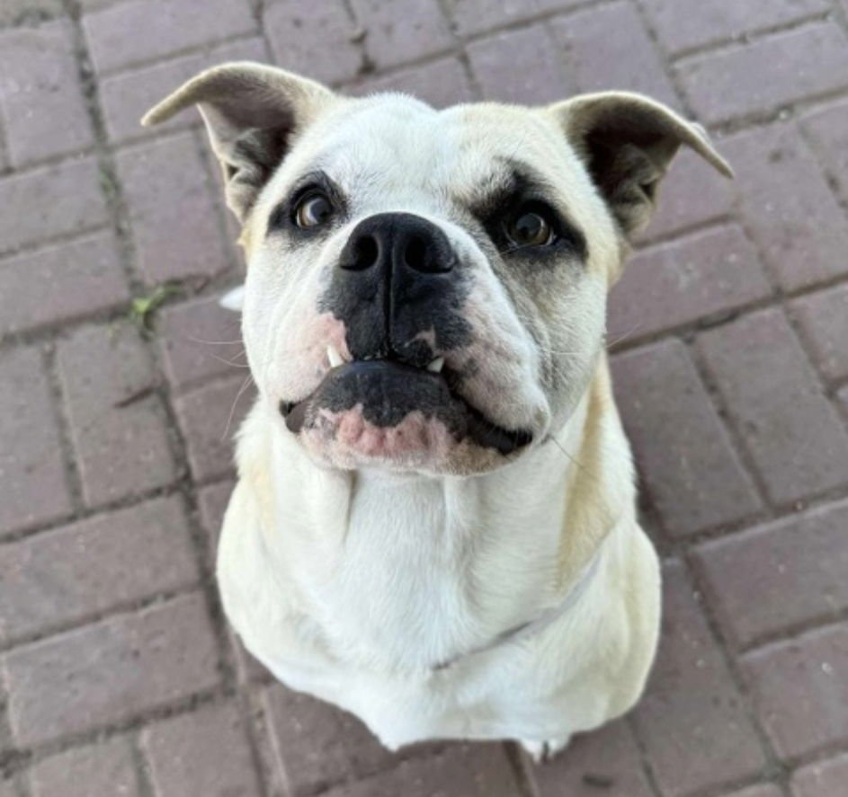 MR. POTATO - Bulldog available for adoption