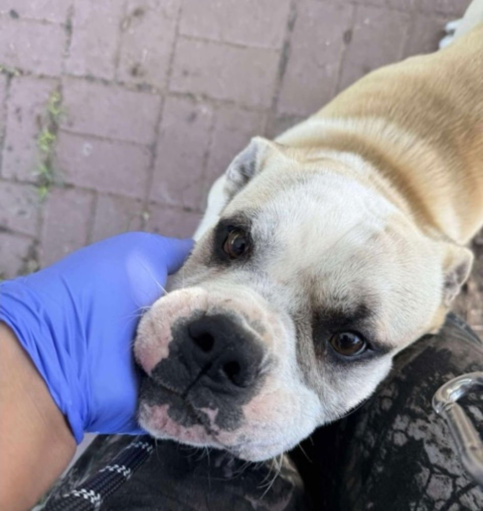 MR. POTATO - Bulldog available for adoption