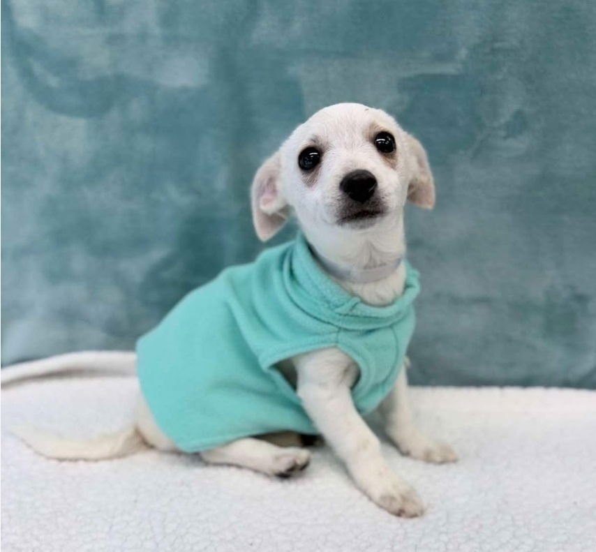 PIP - Chihuahua available for adoption