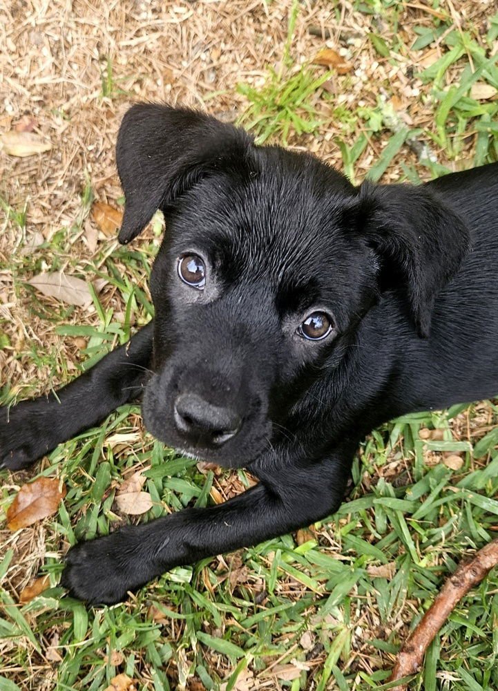 LILY - Labrador Retriever / Rottweiler available for adoption