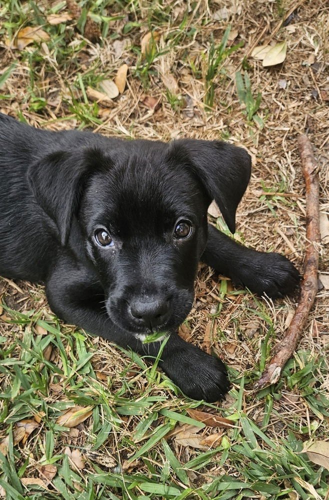 LILY - Labrador Retriever / Rottweiler available for adoption