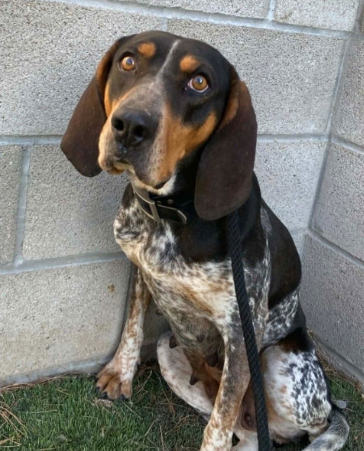 TRISHA - Bluetick Coonhound available for adoption