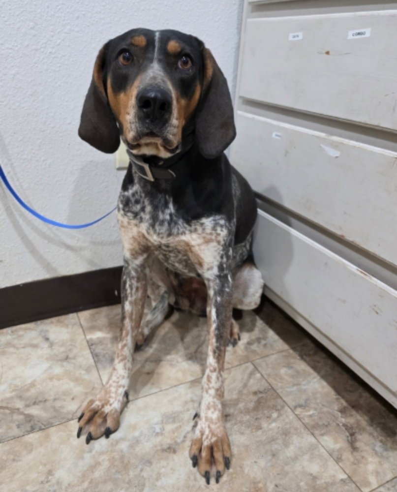 TRISHA - Bluetick Coonhound available for adoption