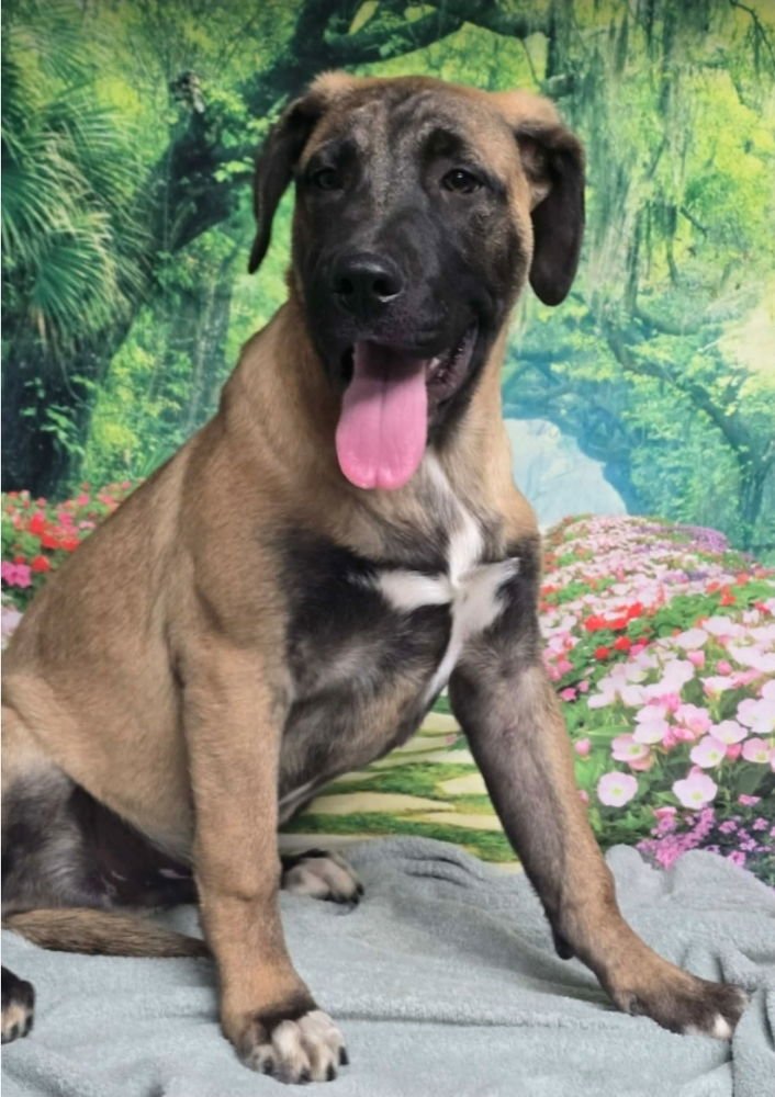 CEDAR - Mastiff available for adoption