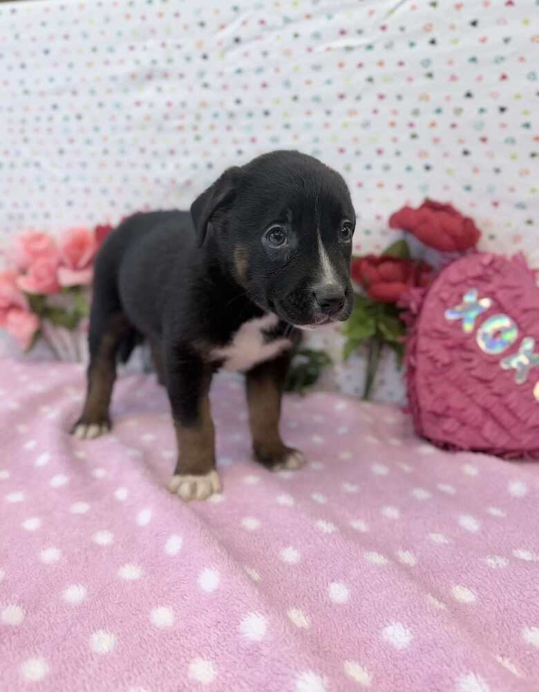 BLITZEN - German Shepherd Dog / Australian Shepherd available for adoption