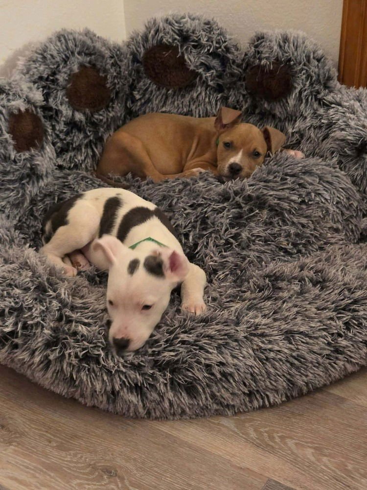 RAIN - Pit Bull Terrier available for adoption