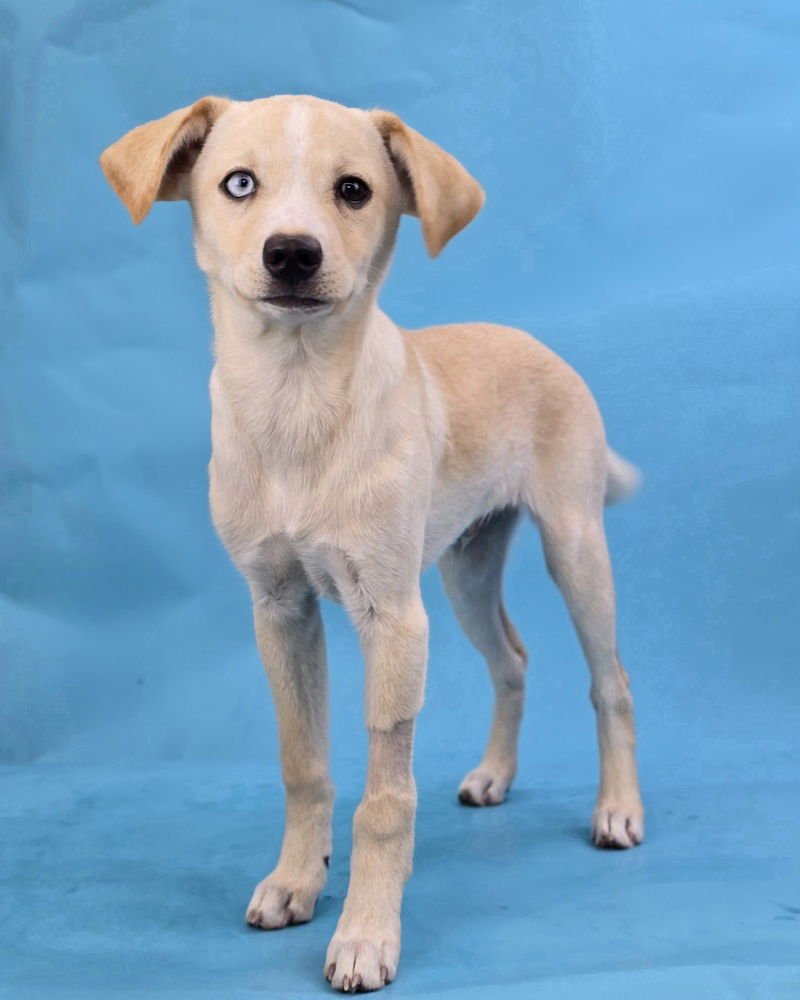 ALBERTO - Labrador Retriever / Husky available for adoption