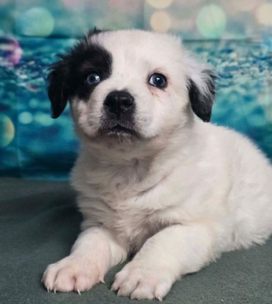 FIZZ - Australian Shepherd available for adoption