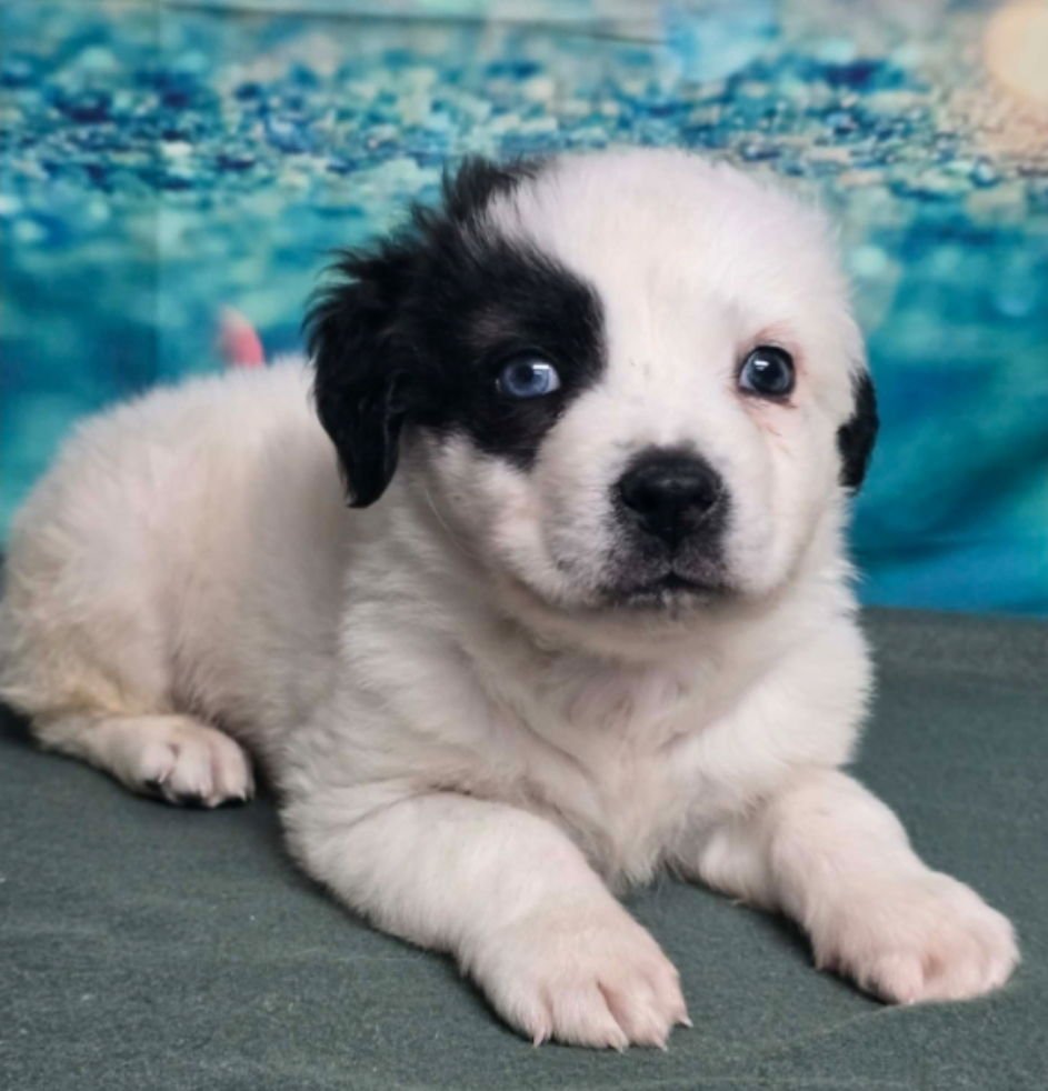 FIZZ - Australian Shepherd available for adoption