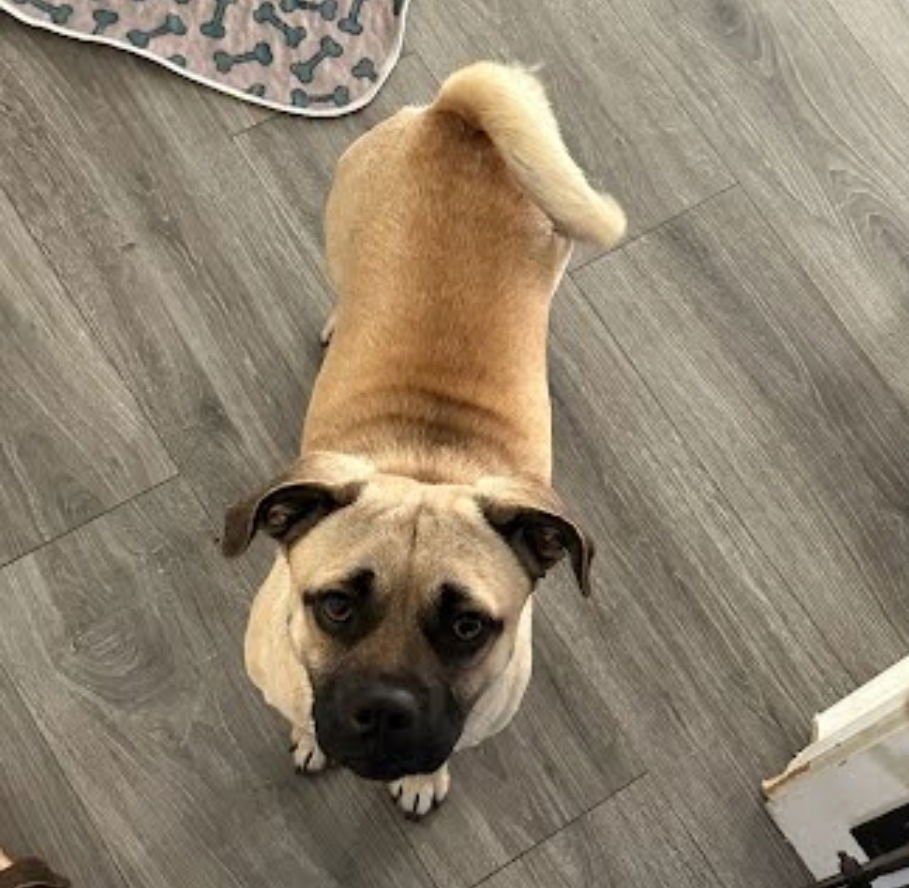 CHICO - Pug / Beagle available for adoption