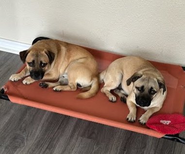 CHICO - Pug / Beagle available for adoption