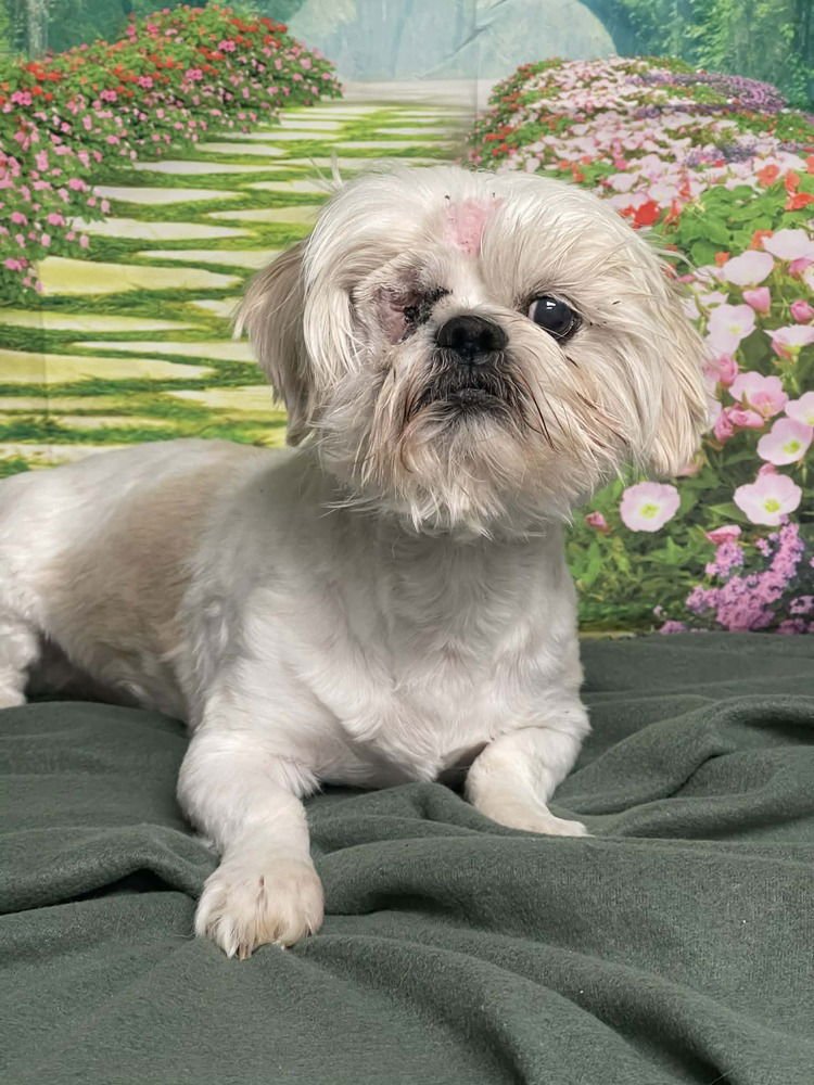 JOURNEY - Shih Tzu available for adoption