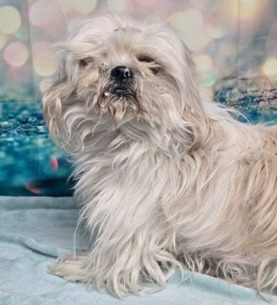 JOURNEY - Shih Tzu available for adoption