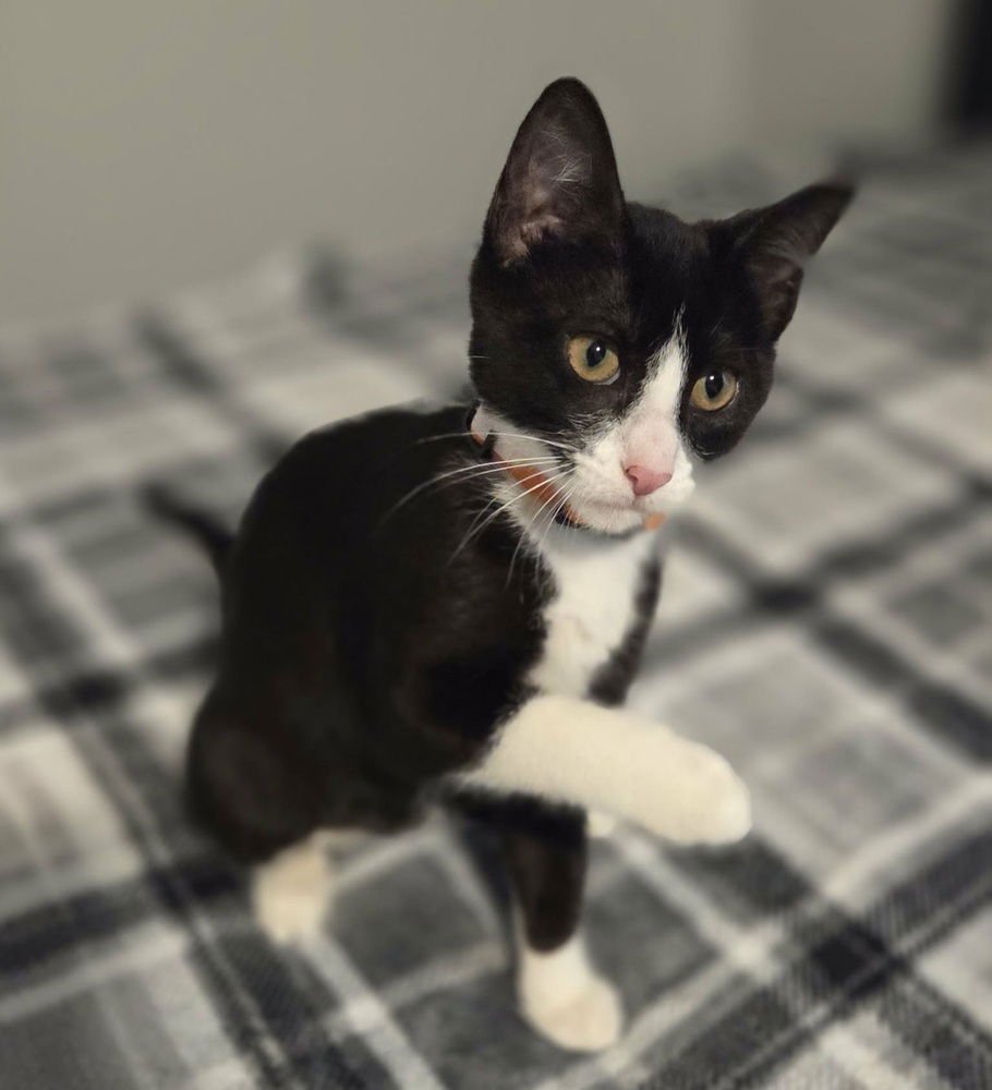 CASSEN - Domestic Short Hair available for adoption