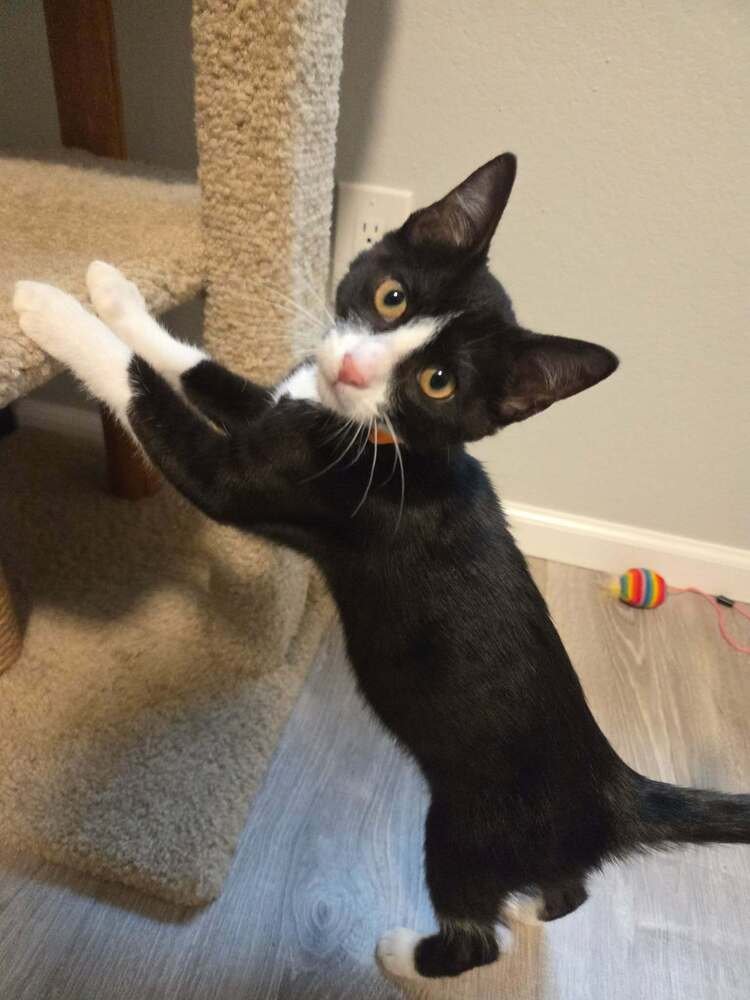 CASSEN - Domestic Short Hair available for adoption