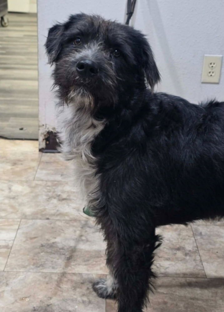 SPOT - Schnauzer available for adoption