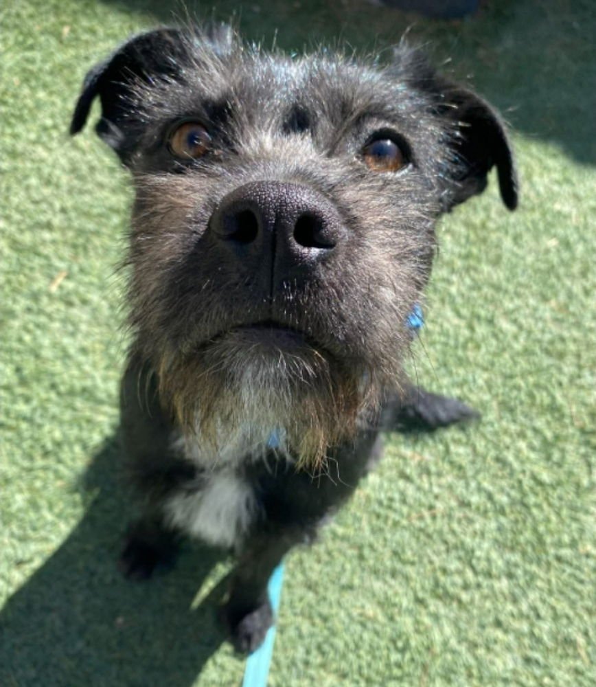 BRONCO - Border Terrier available for adoption