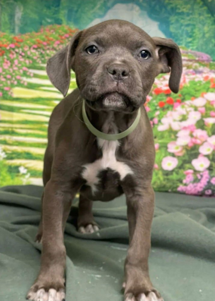 COVE - American Staffordshire Terrier available for adoption
