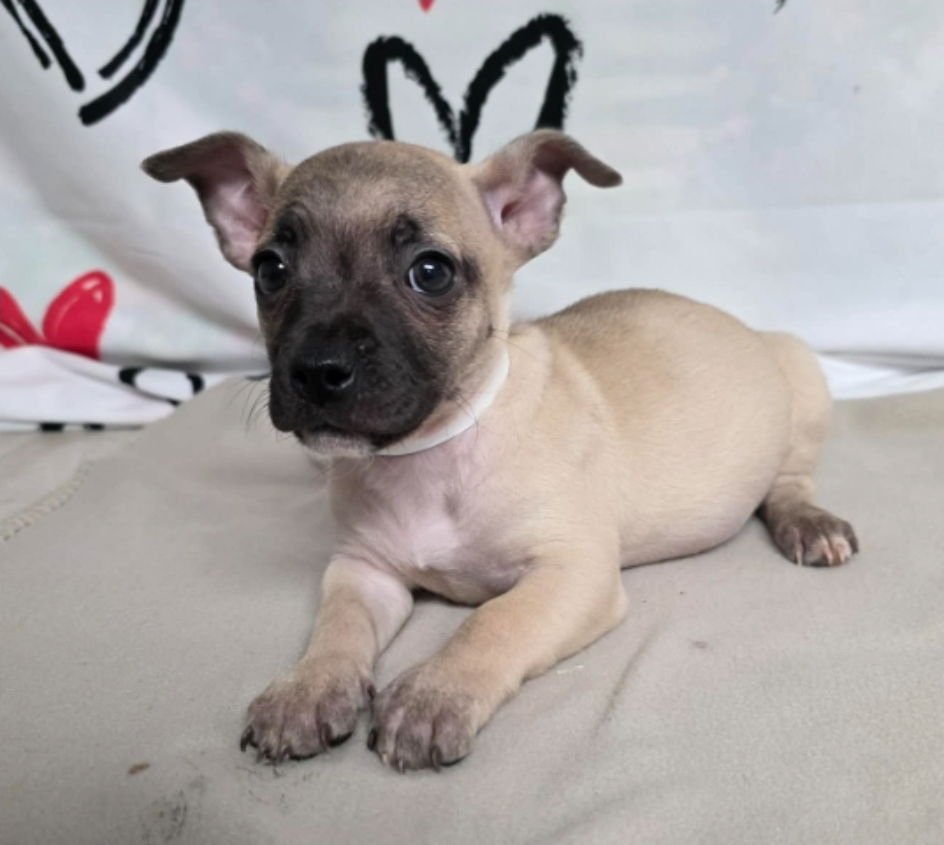 FINN - Chihuahua available for adoption