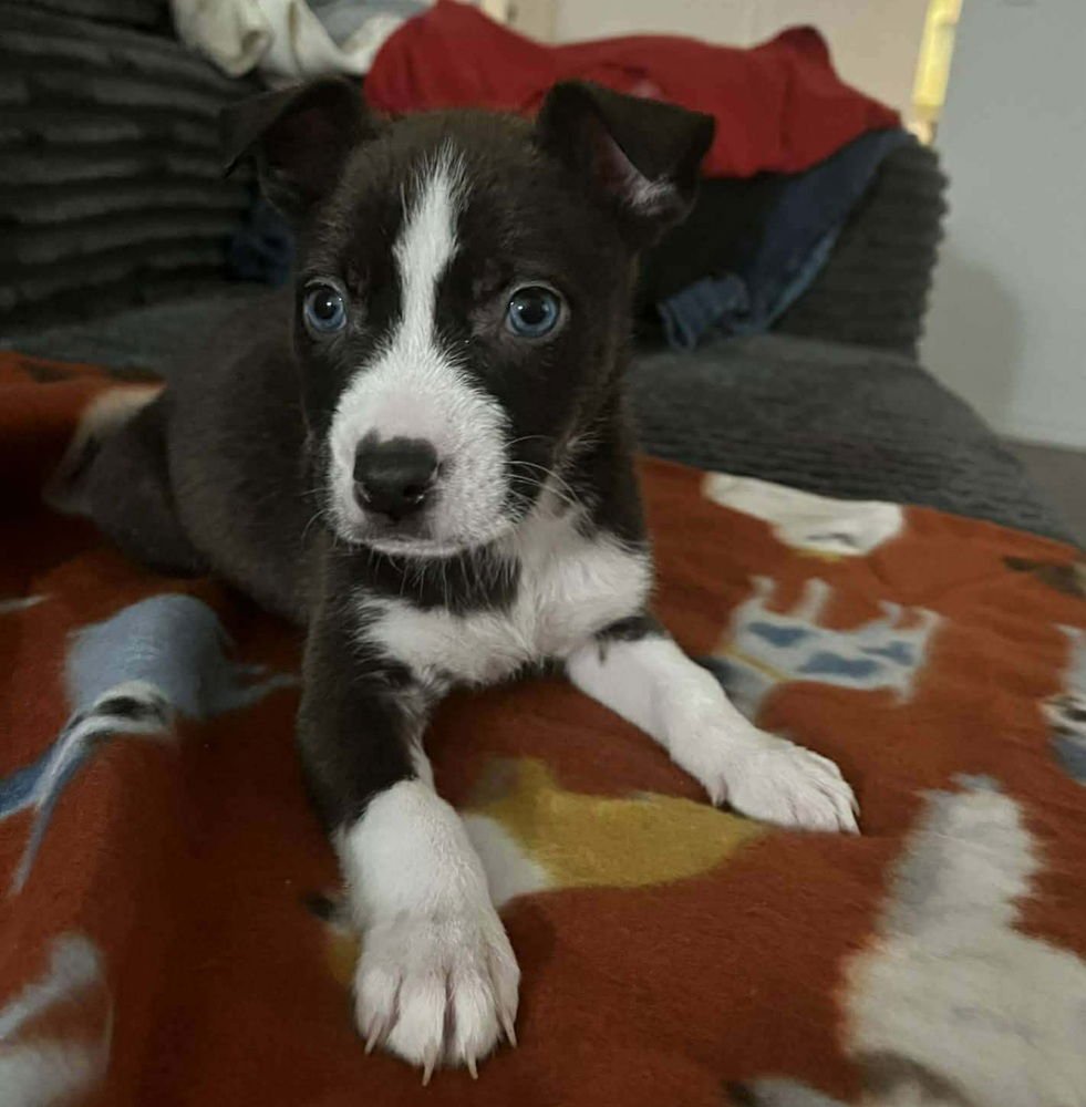 TINA - Cattle Dog available for adoption