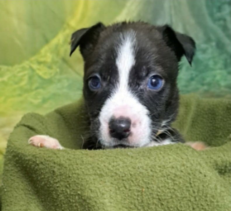 TINA - Cattle Dog available for adoption