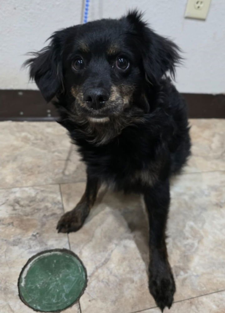 PLUSHIE - Chihuahua available for adoption