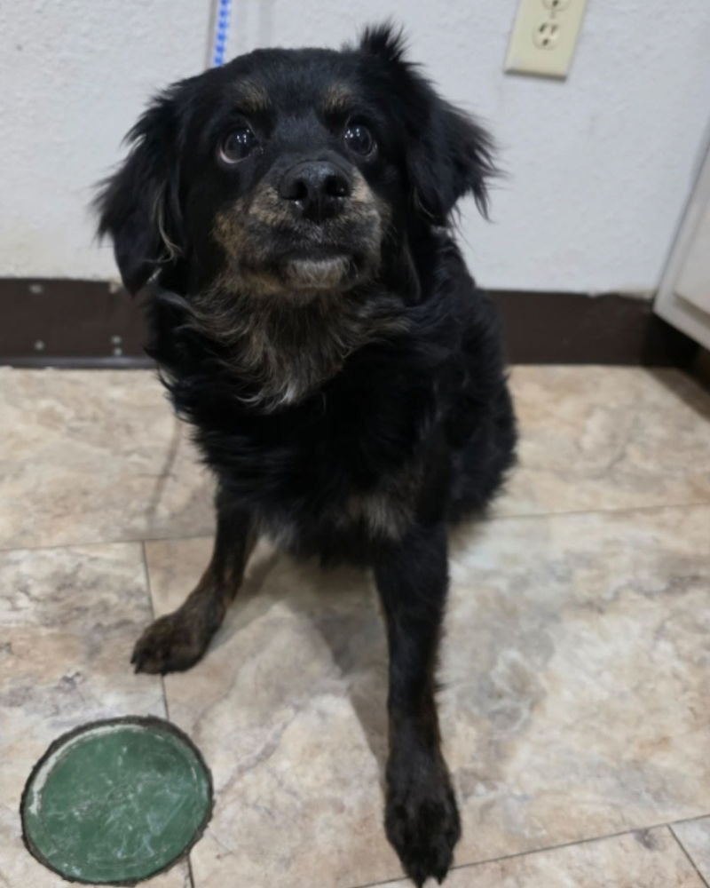 PLUSHIE - Chihuahua available for adoption