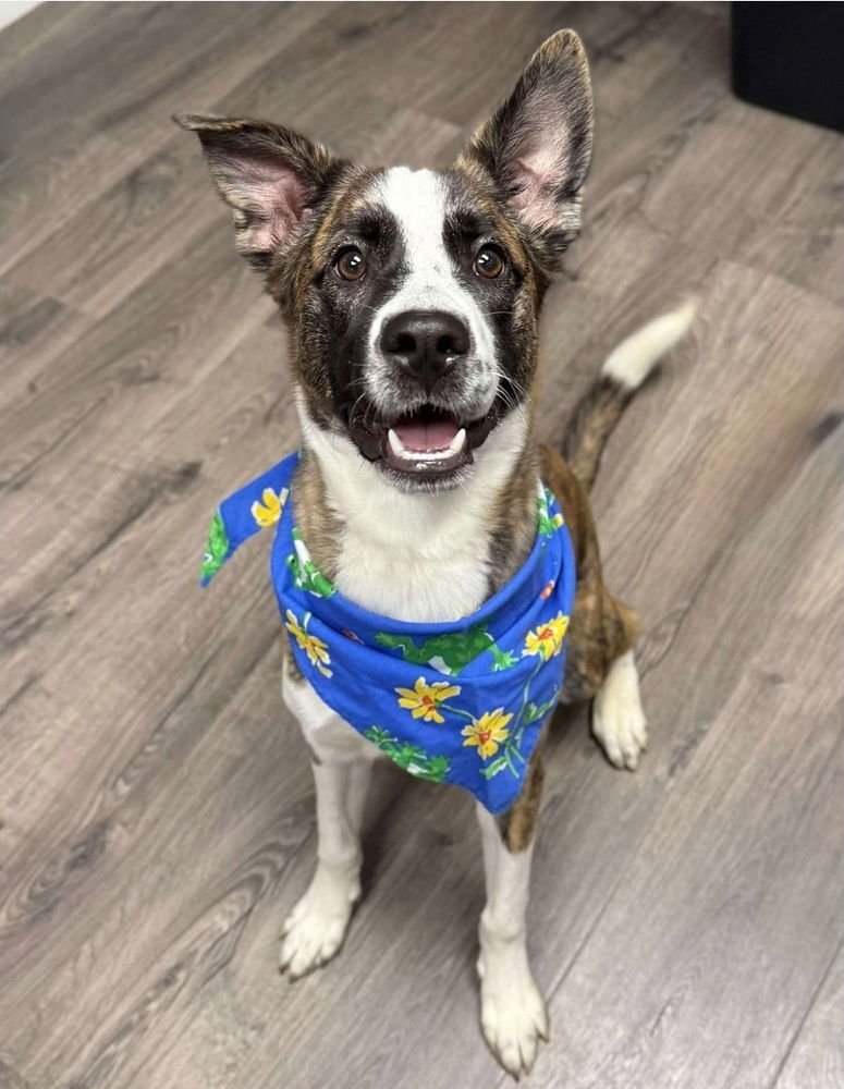 NOVA - Border Collie available for adoption