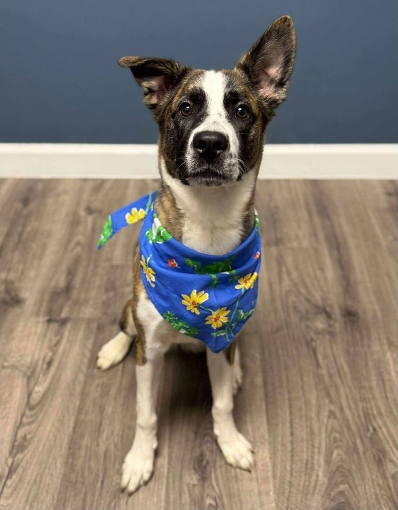 NOVA - Border Collie available for adoption