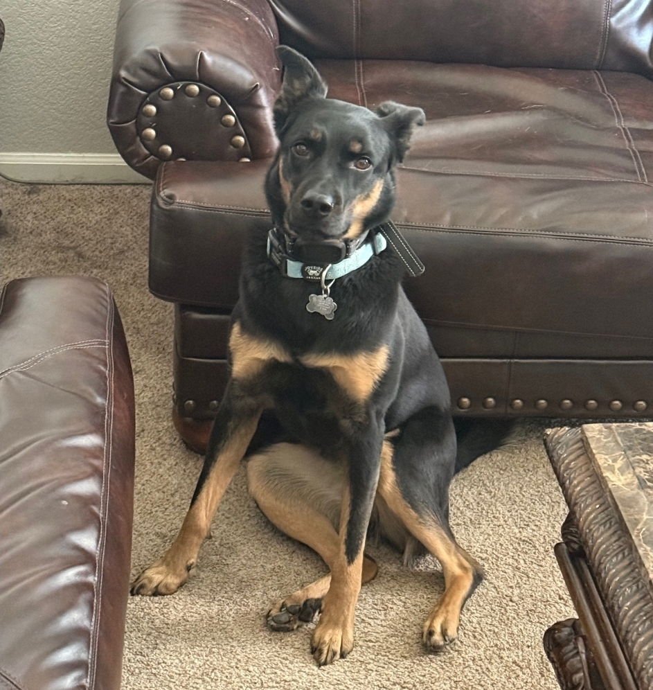 EMBER - COURTESY LISTING - German Shepherd Dog available for adoption