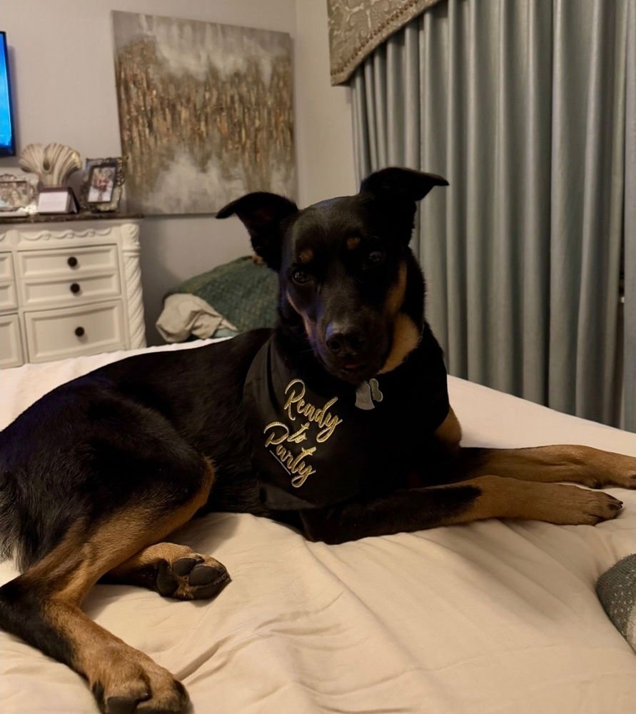 EMBER - COURTESY LISTING - German Shepherd Dog available for adoption