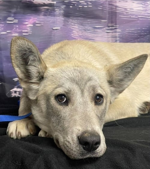 KANDI - German Shepherd Dog available for adoption