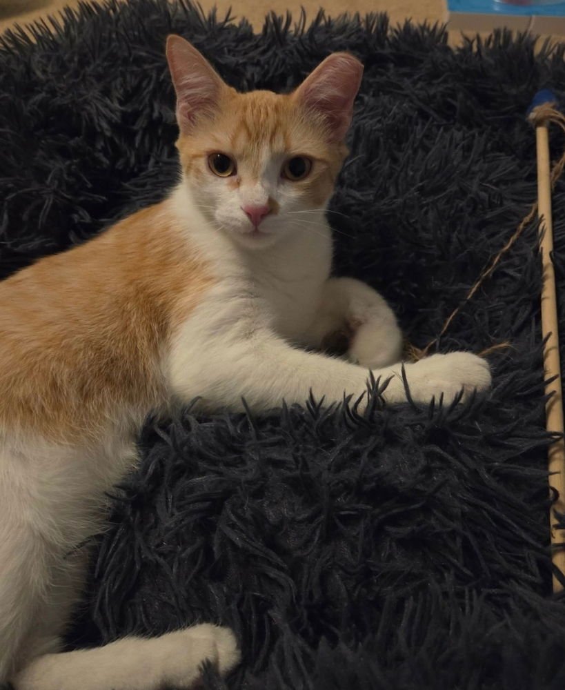 REDFORD - Domestic Short Hair available for adoption
