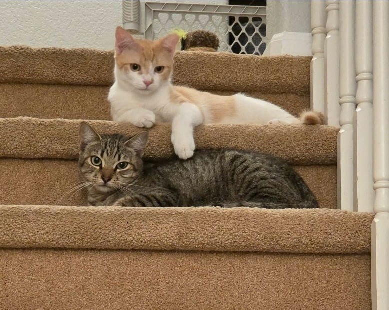 REDFORD - Domestic Short Hair available for adoption