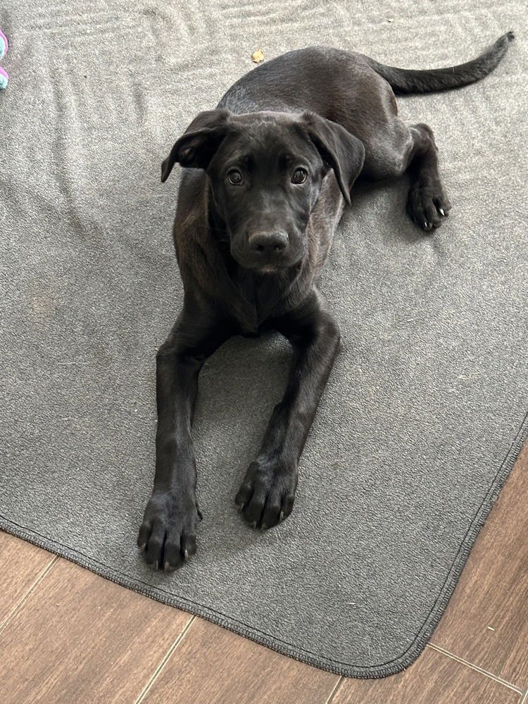 CABBAGE - Labrador Retriever available for adoption