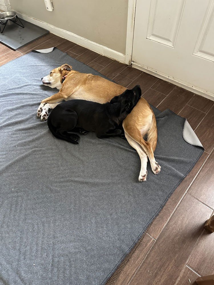 CABBAGE - Labrador Retriever available for adoption