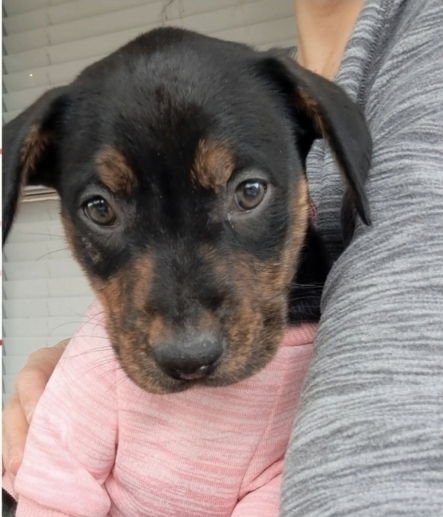LILLY - Rottweiler available for adoption