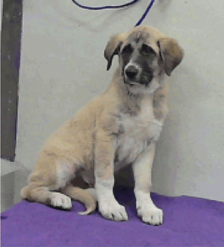 TOBY - Great Pyrenees / Anatolian Shepherd available for adoption