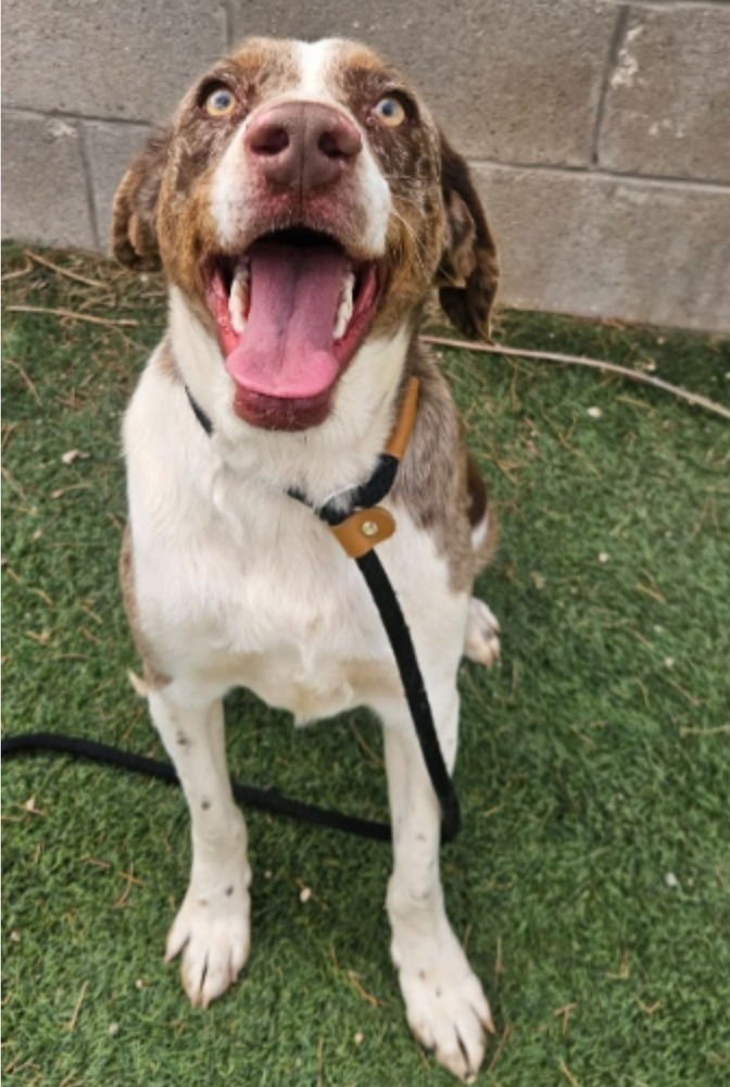 GOOSE - Australian Shepherd / Catahoula Leopard Dog available for adoption