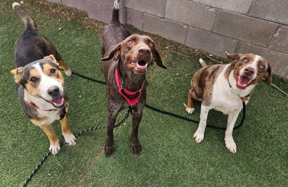 GOOSE - Australian Shepherd / Catahoula Leopard Dog available for adoption
