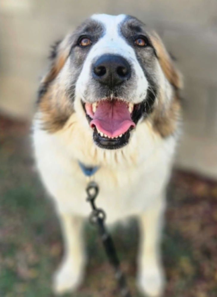 PINE AKA CAGNEY - Great Pyrenees available for adoption