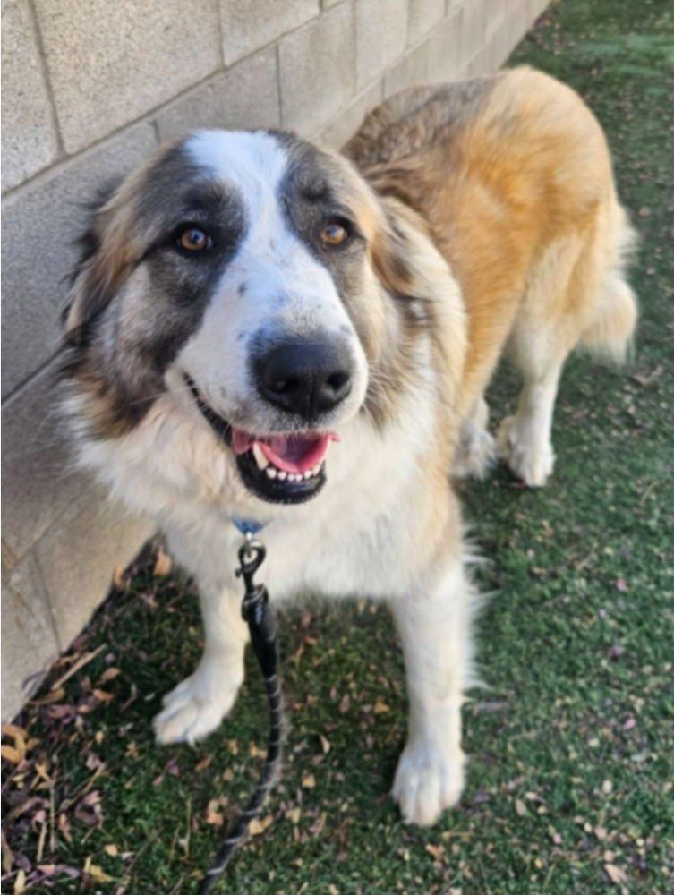 PINE AKA CAGNEY - Great Pyrenees available for adoption