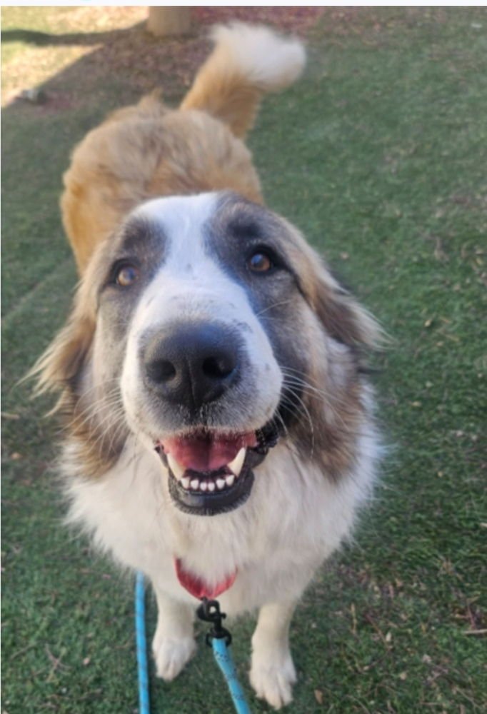 Pine aka Cagney - Photo 3