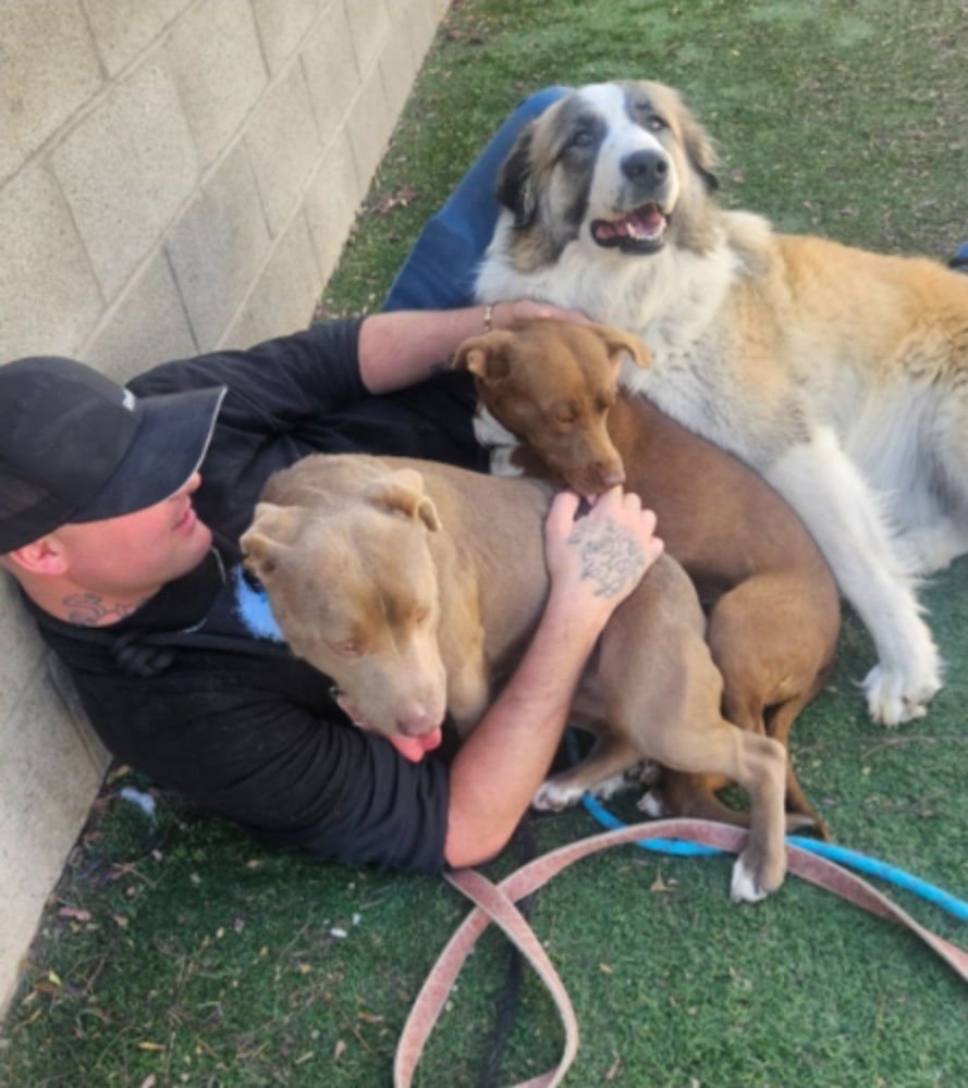 Pine aka Cagney - Photo 4