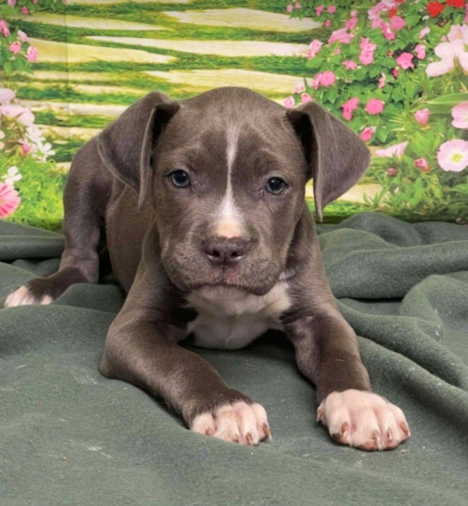 SIREN - American Staffordshire Terrier available for adoption
