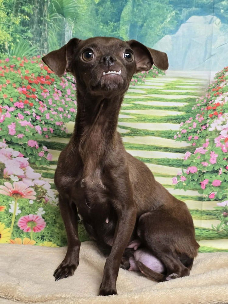 BABS BUNNY - Chihuahua available for adoption