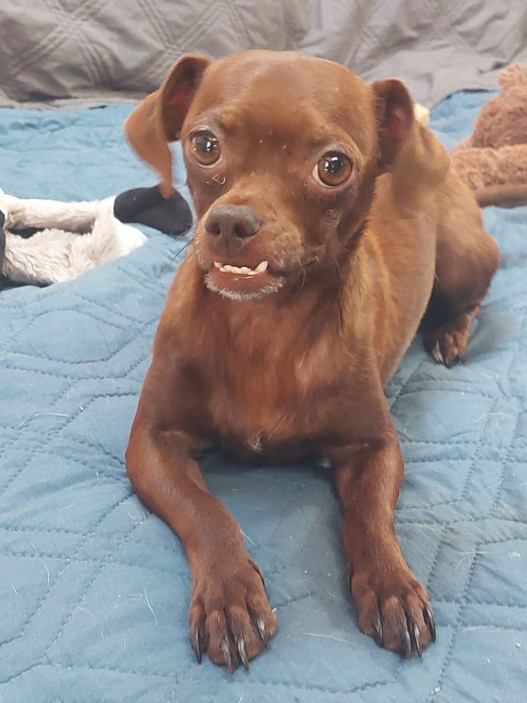 BABS BUNNY - Chihuahua available for adoption