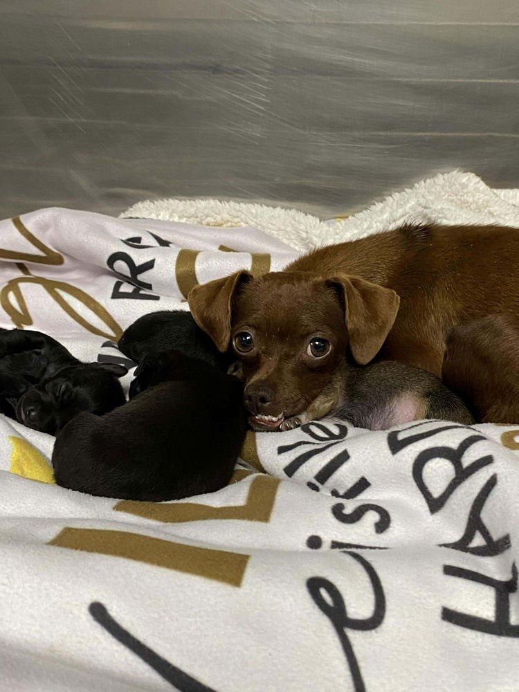 Babs Bunny - Photo 3