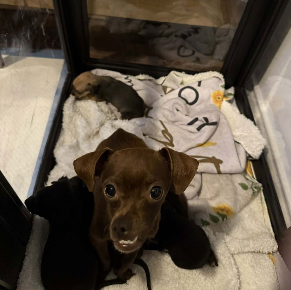 Babs Bunny - Photo 4