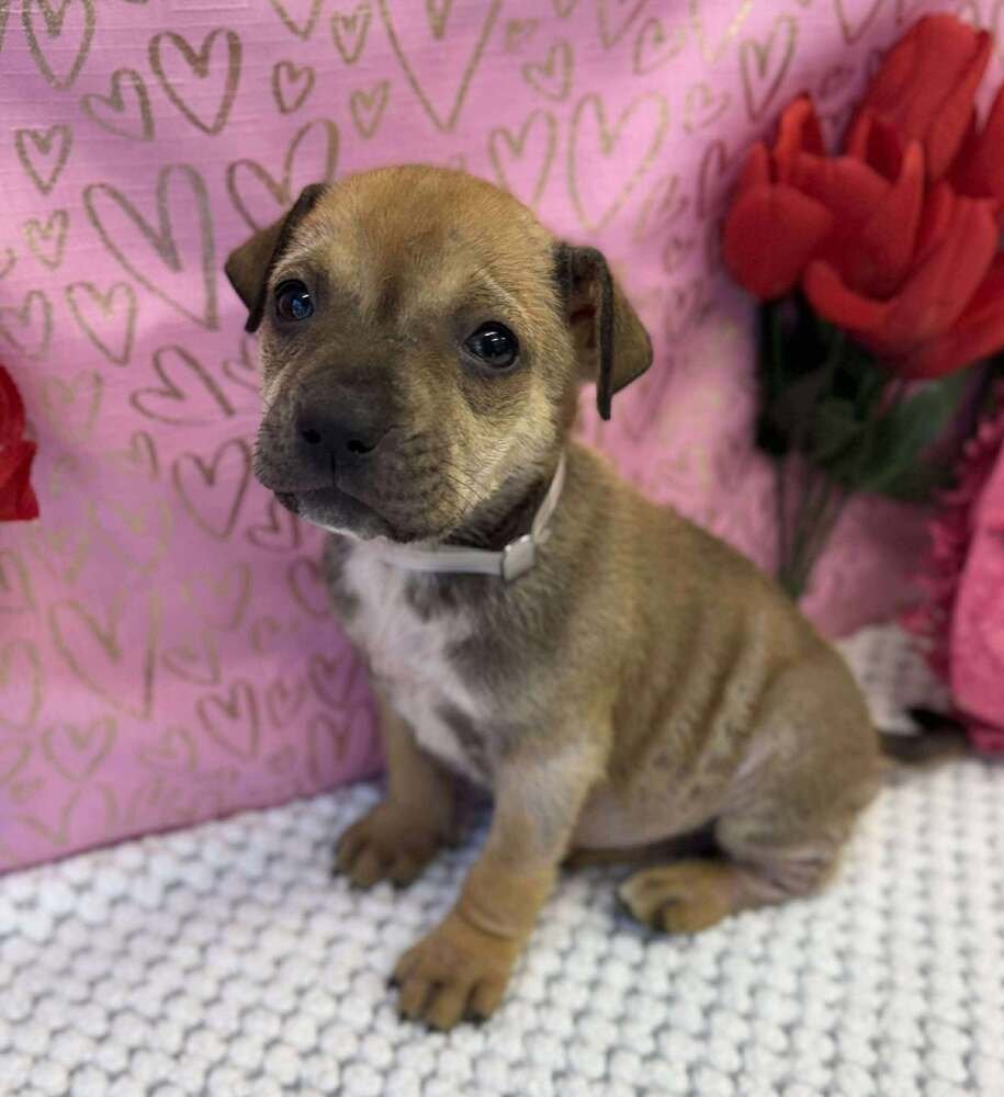 ARTHUR - American Staffordshire Terrier / Labrador Retriever available for adoption